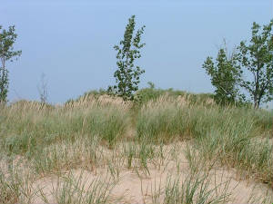 dunes.jpg